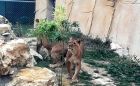 Лъвчетата Симба и Косара от Зоопарк Варна имат нов дом Лъвчетата Симба и Косара от Зоопарк Варна имат нов дом