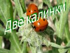 Две калинки